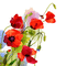 fleur, gif, animation ,garden,red,pavot,Pelageya