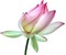 chantalmi fleur rose lotus nénuphar - PNG gratuit GIF animé