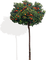 Arbre / Fruitier - Free PNG Animated GIF