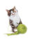 Kaz_Creations Cats Cat Kittens Kitten Wool - безплатен png анимиран GIF