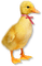 poussin.Cheyenne63 - Free PNG Animated GIF