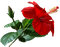 Hibiscus - png gratis GIF animado