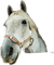 horse head bp - png gratis GIF animado