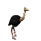 Ostrich Running - GIF animado gratis GIF animado