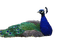 Peacock - gratis png animerad GIF