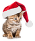 Kaz_Creations Cat 🐈 Noel - png gratuito GIF animata