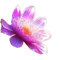 fiore luminoso fuxia - бесплатно png анимированный гифка