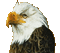 eagle - GIF animasi gratis GIF animasi