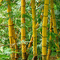 bambus milla1959 - GIF animado grátis Gif Animado