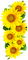 Sunflowers.Brown.Yellow - png gratis GIF animado