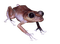 sammakko, matelija - 免费PNG 动画 GIF