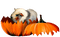 tube automne - Free PNG Animated GIF
