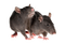 Muis/rat - ingyenes png animált GIF