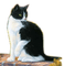 Katze - zadarmo png animovaný GIF