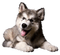 Kaz_Creations Dogs Dog Pup 🐶 - bezmaksas png animēts GIF