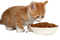Kitten eating - PNG gratuit GIF animé