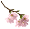 Kaz_Creations Flowers Flower Branch - gratis png geanimeerde GIF