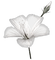 flowers anastasia - безплатен png анимиран GIF