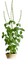 Tulsi - 免费PNG 动画 GIF