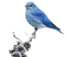 Kaz_Creations Birds Bird Blue Winter - PNG gratuit GIF animé