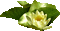fond beach sea searose plant - Free animated GIF Animated GIF