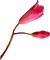 flowers-pink-minou52 - бесплатно png анимированный гифка