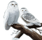 Rena Schneeeule Owl Eule Vogel Bird - gratis png animeret GIF