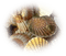 coquillage - 免费PNG 动画 GIF