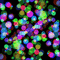 Bubble Lights - Gratis geanimeerde GIF geanimeerde GIF