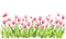 loly33 tulipe