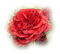 fleur/flower - δωρεάν png κινούμενο GIF