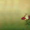 bg-flower-rose - Free PNG Animated GIF