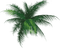 пальма-листья. - gratis png animerad GIF