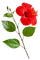 Flower.Red - png gratis GIF animasi