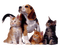 Kaz_Creations Dogs Dog Pup 🐶Cats Cat Kitten - png gratuito GIF animata
