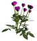 rose violette.Cheyenne63 - darmowe png animowany gif