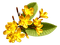 Цветок - gratis png geanimeerde GIF