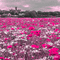 dolceluna poppy poppies field animated background - GIF เคลื่อนไหวฟรี GIF แบบเคลื่อนไหว