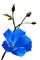 flowers - png gratis GIF animado