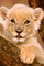 löwe - Darmowy animowany GIF animowany gif