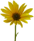 dolceluna sunflower - PNG gratuit GIF animé