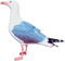 soave deco summer bird pink blue - 免费PNG 动画 GIF