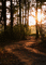 Background Forest - Бесплатный анимированный гифка анимированный гифка