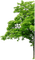 Baum - ücretsiz png animasyonlu GIF