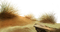 sand, grass, dunes, sea,Adam64 - PNG gratuit GIF animé