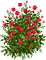 red roses tube - png ฟรี GIF แบบเคลื่อนไหว