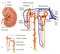 Kidney - zadarmo png animovaný GIF