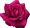 rose Bb2 - gratis png geanimeerde GIF
