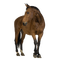 Kaz_Creations Horse - δωρεάν png κινούμενο GIF