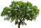 Kaz_Creations Trees Tree